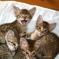 Purebliss HintofGold Savannah Litter