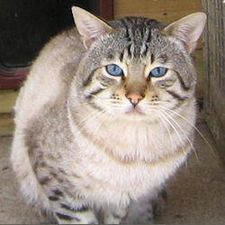 Medoz Ivan
