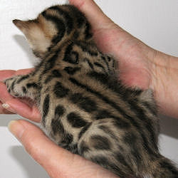 Eriador Quilotoa Kitten